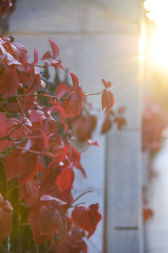 阳光下的红枫叶