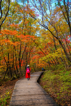 红衣旅游者走在红叶林中