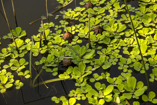 池塘水生植物