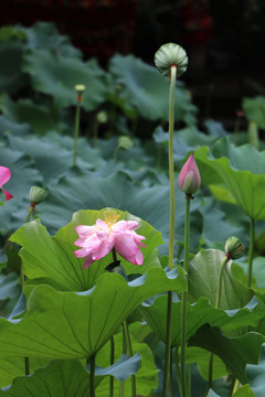 花草