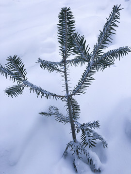 雪松