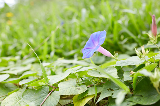 牵牛花