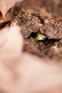 春天土壤里即将长出的新芽特写