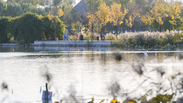 天津水上公园秋景