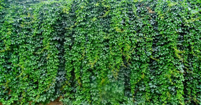 秋天的绿植墙