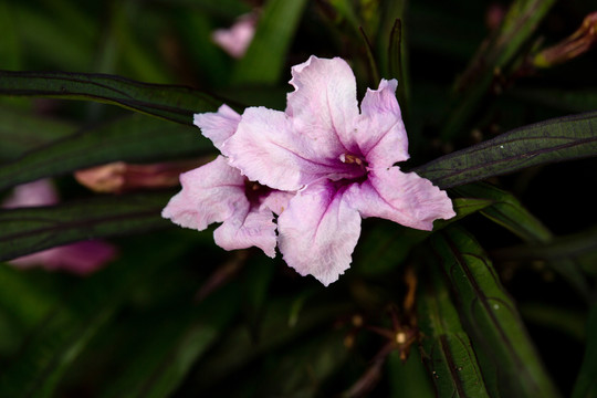 蓝花草