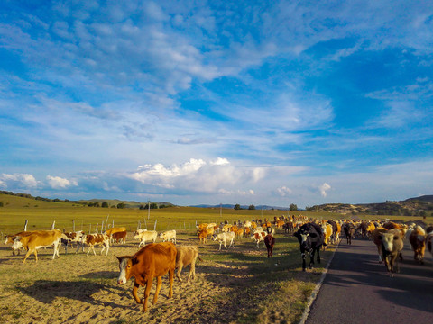 草原牧区的牛