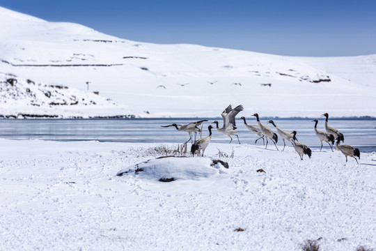 蓝天雪山黑颈鹤越冬自然景观