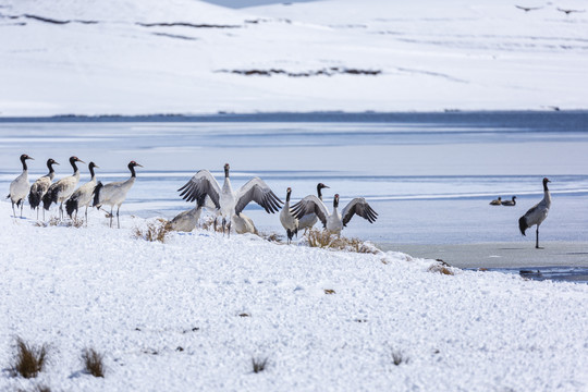 雪山黑颈鹤越冬自然景观