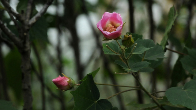 木芙蓉