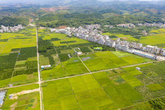 广西梧州金色稻田丰收在望