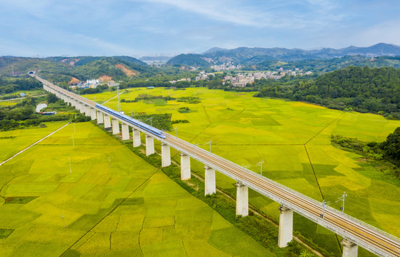 广西梧州列车穿越丰收的稻田