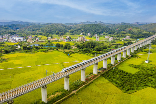 广西梧州列车穿越丰收的稻田