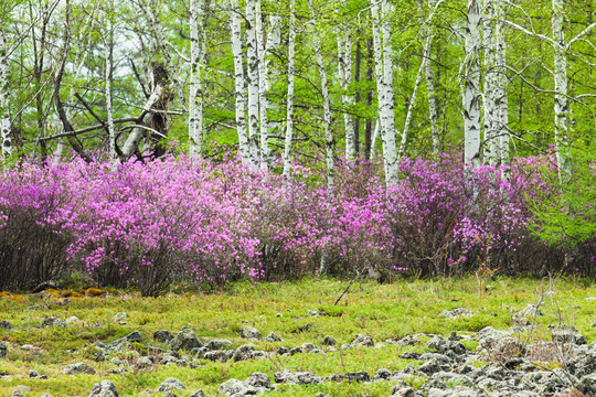 春季白桦林杜鹃花火山熔岩