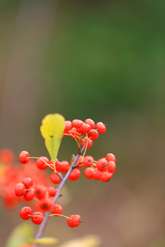 红山楂