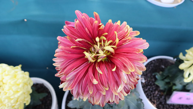 菊花