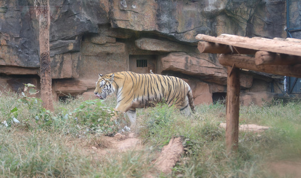 动物园老虎