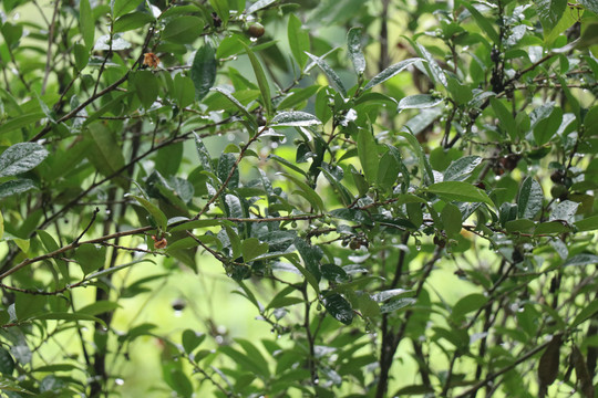 结满果实的老树茶