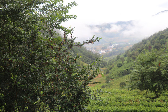 雨后结满果实的老树茶