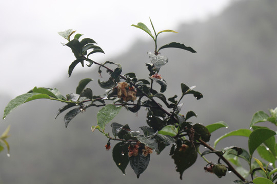 开花的老茶树