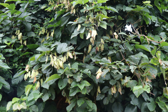 雨后结满果实的老树茶