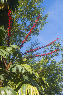 澳洲鸭脚木红花绿叶
