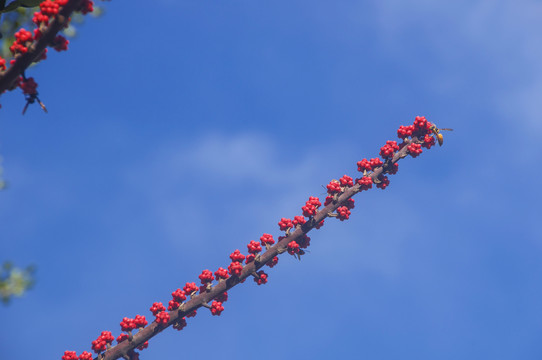 伞树红色花枝