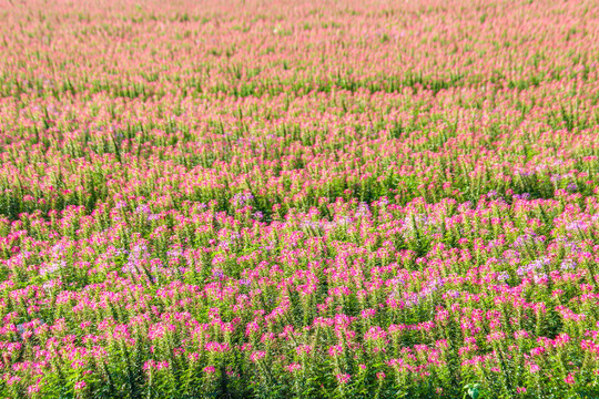 醉蝶花