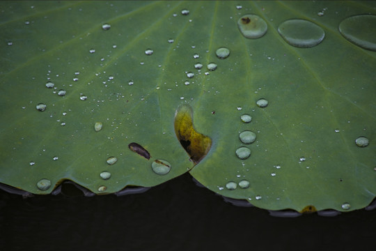 雨打芭蕉