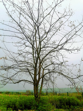 一棵枯树