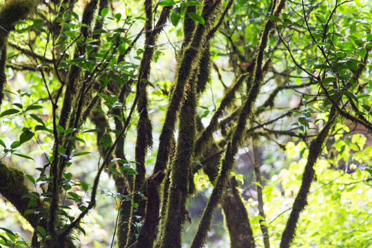 桂林猫儿山原始森林