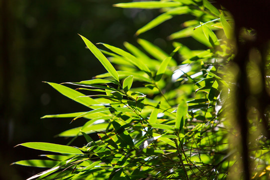 桂林猫儿山原始森林