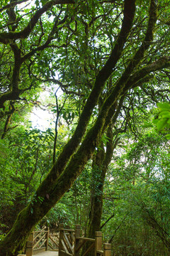桂林猫儿山原始森林植物
