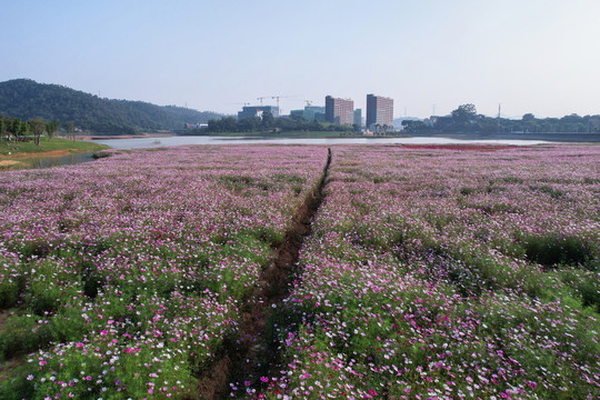 格桑花花海