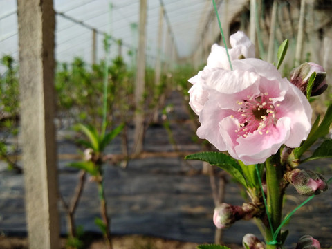 大棚桃花