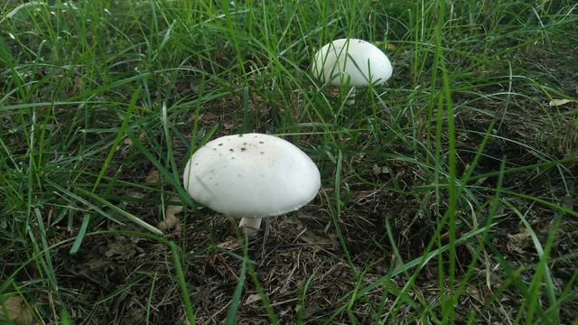草地蘑菇