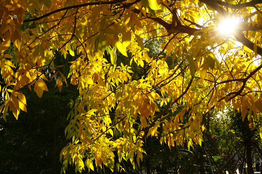 秋天午后阳光穿透树上的黄叶