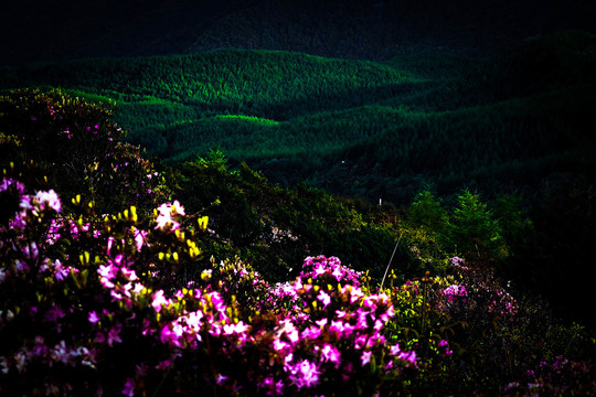 美姑索玛花海佛光绿色植被山脉