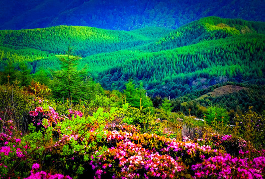 美姑索玛花海佛光绿色植被山脉