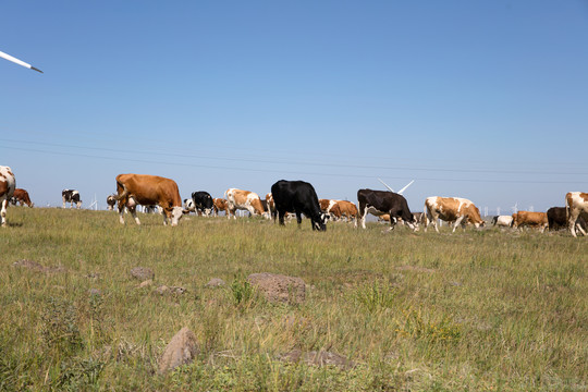 草原上放牧的奶牛在吃青草