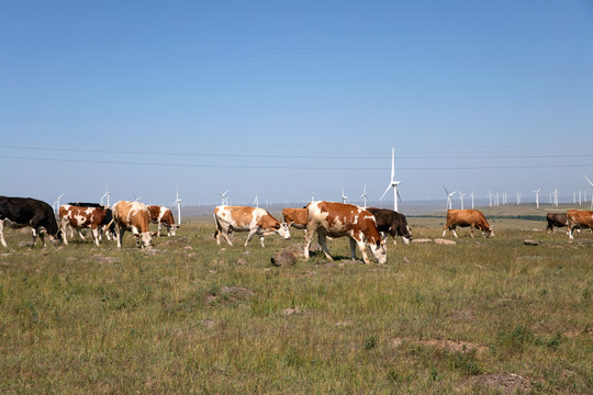 草原上放牧的奶牛在吃青草