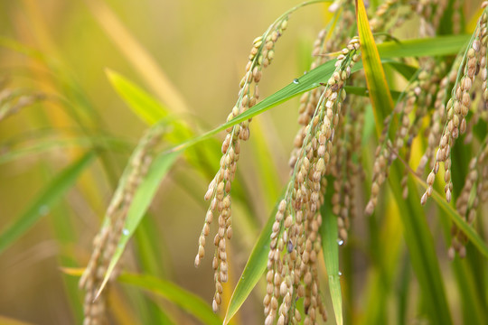 稻米生长在田地里
