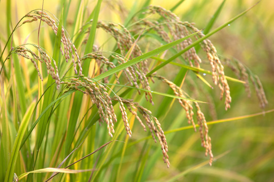 稻米生长在田地里