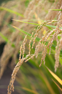 户外水田里的水稻稻穗特写