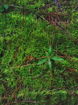 绿色苔藓素材