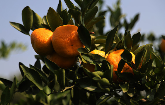 橘子成熟时