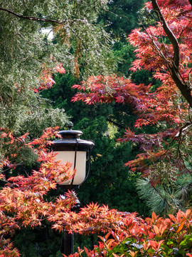 红叶与日式风格的路灯