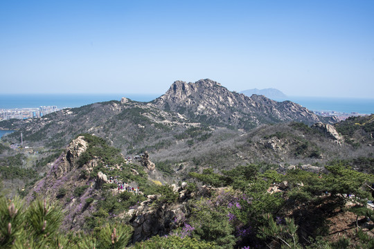 青岛大珠山杜鹃花蓝荆子漫山遍野