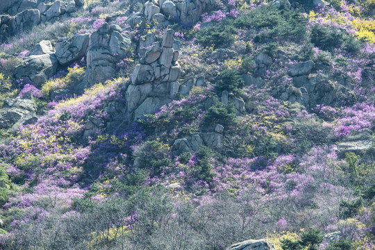 青岛大珠山杜鹃花蓝荆子漫山遍野