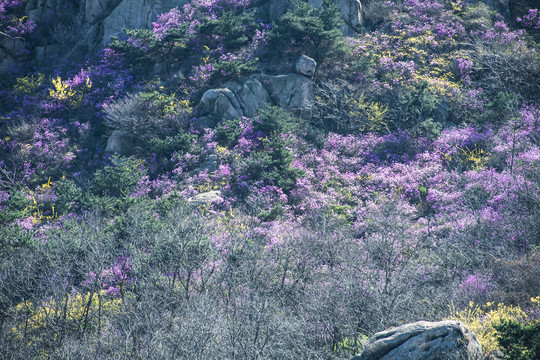 青岛大珠山杜鹃花蓝荆子漫山遍野